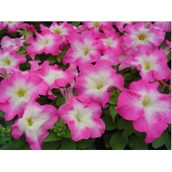 Seminte PETUNIA grandiflora Tango F1 Rose Morn - Petunia