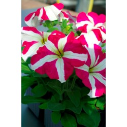 Seminte PETUNIA grandiflora Tango F1 Rose Star - Petunia
