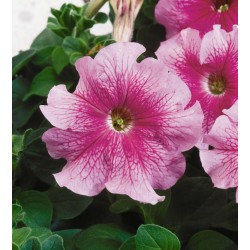 Seminte PETUNIA grandiflora Tango F1 Rose Veined - Petunia