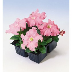 Seminte PETUNIA grandiflora Tango F1 Salmon - Petunia