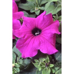 Seminte PETUNIA grandiflora Tango F1 Violet - Petunia