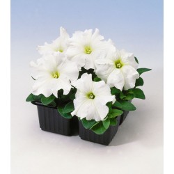 Seminte PETUNIA grandiflora Tango F1 White - Petunia