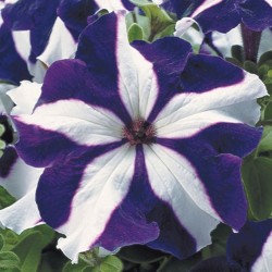 Seminte PETUNIA grandiflora TRITUNIA F1 Blue Star