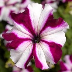 Seminte PETUNIA grandiflora TRITUNIA F1 Crimson Star