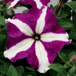 Seminte PETUNIA grandiflora TRITUNIA F1 Purple Star