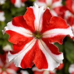 Seminte PETUNIA grandiflora TRITUNIA F1 Red Star
