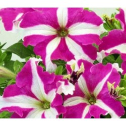 Seminte PETUNIA grandiflora TRITUNIA F1 Rose Star