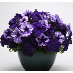 Seminte PETUNIA hybrida FUSEABLES F1 Pleasantly Blue