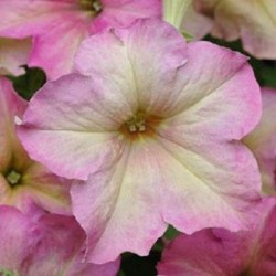 Seminte PETUNIA hybrida (grandiflora) SOPHISTICA F1 Antique Shades