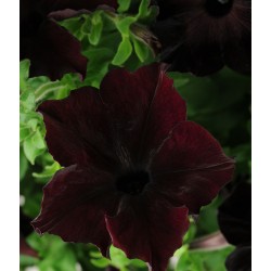 Seminte PETUNIA hybrida (grandiflora) SOPHISTICA F1 Blackberry
