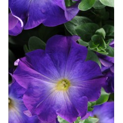 Seminte PETUNIA hybrida (grandiflora) SOPHISTICA F1 Blue Morn