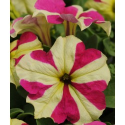 Seminte PETUNIA hybrida (grandiflora) SOPHISTICA F1 Lime Bicolour