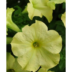 Seminte PETUNIA hybrida (grandiflora) SOPHISTICA F1 Lime Green