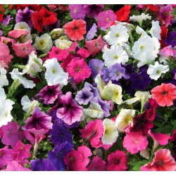 Seminte PETUNIA multiflora MIRAGE F1 Mix