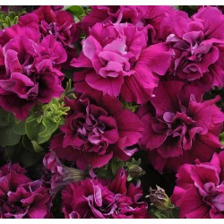 Seminte PETUNIA multiflora DOUBLE DUO F1 Burgundy