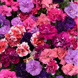 Seminte PETUNIA multiflora DOUBLE DUO F1 Mix