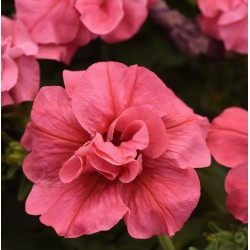 Seminte PETUNIA multiflora DOUBLE DUO F1 Salmon