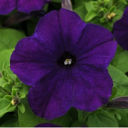 Seminte PETUNIA multiflora Lo RIDER F1 Blue