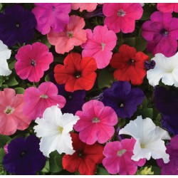 Seminte PETUNIA multiflora Lo RIDER F1 Mix