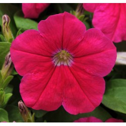 Seminte PETUNIA multiflora Lo RIDER F1 Pink