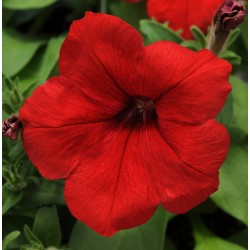 Seminte PETUNIA multiflora Lo RIDER F1 Red