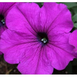 Seminte PETUNIA multiflora Lo RIDER F1 Violet