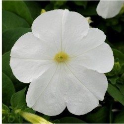 Seminte PETUNIA multiflora Lo RIDER F1 White