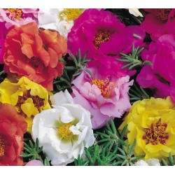 Seminte PORTULACA grandiflora Double Mix - Flori de piatra