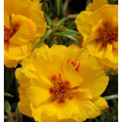Seminte PORTULACA grandiflora HAPPY HOUR F1 Banana - Flori de piatra