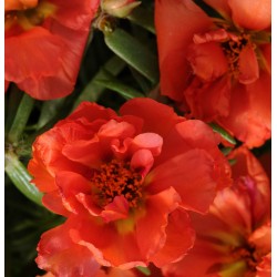 Seminte PORTULACA grandiflora HAPPY HOUR F1 Orange - Flori de piatra