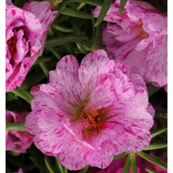 Seminte PORTULACA grandiflora HAPPY HOUR F1 Peppermint - Flori de piatra