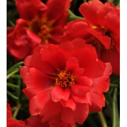 Seminte PORTULACA grandiflora HAPPY HOUR F1 Red Deep - Flori de piatra