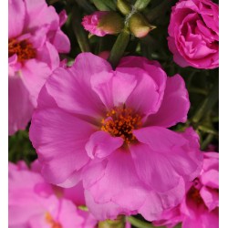 Seminte PORTULACA grandiflora HAPPY HOUR F1 Rosita - Flori de piatra