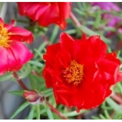 Seminte PORTULACA grandiflora HAPPY TRAILS F1 Red Deep - Flori de piatra