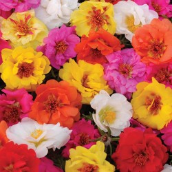Seminte PORTULACA grandiflora HAPPY TRAILS F1 Mix - Flori de piatra