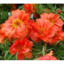 Seminte PORTULACA grandiflora HAPPY TRAILS F1 Orange - Flori de piatra