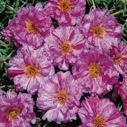 Seminte PORTULACA grandiflora HAPPY TRAILS F1 Peppermint - Flori de piatra