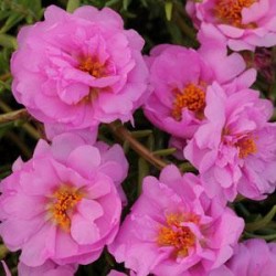 Seminte PORTULACA grandiflora HAPPY TRAILS F1 Pink - Flori de piatra