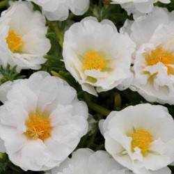 Seminte PORTULACA grandiflora HAPPY TRAILS F1 White - Flori de piatra