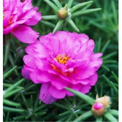 Seminte PORTULACA grandiflora SUNDIAL F1 Fuchsia - Flori de piatra