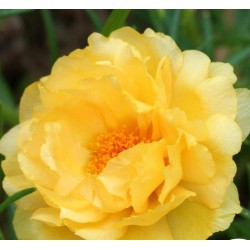 Seminte PORTULACA grandiflora SUNDIAL F1 Gold - Flori de piatra