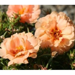 Seminte PORTULACA grandiflora SUNDIAL F1 Mango - Flori de piatra
