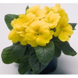 Seminte PRIMULA elatior PIANO F1 Yellow - Ciubotica cucului