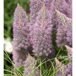 Seminte g PTILOTUS exaltatus Joey  - Coada mielului