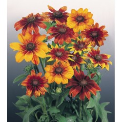 Seminte RUDBECKIA hirta Autumn Colors - Ruji