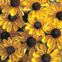 Seminte RUDBECKIA hirta Toto Gold - Ruji pitice