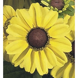 Seminte RUDBECKIA hirta Toto Lemon - Ruji pitice