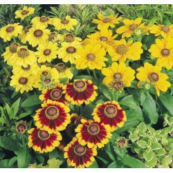 Seminte RUDBECKIA hirta Toto Mix - Ruji pitice