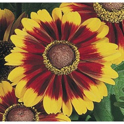 Seminte RUDBECKIA hirta Toto Rustic - Ruji pitice