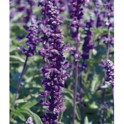 Seminte SALVIA farinacea Victoria Blue